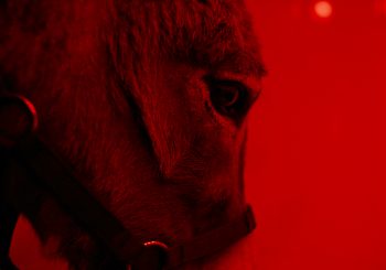 Talking Screens, December 9-15, 2022: Best Films Ever? | EO is Visionary | Sam Mendes makes Shadowplay | Julia Reichert is Remembered